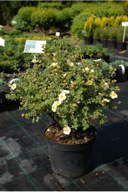 Перстач чагарниковий Прімроуз Б’юті - 5л/вис.40-50см/Ø30-40см